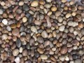 Scottish Pebbles - UK Delivery Included